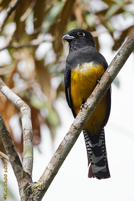 Gartered Trogon