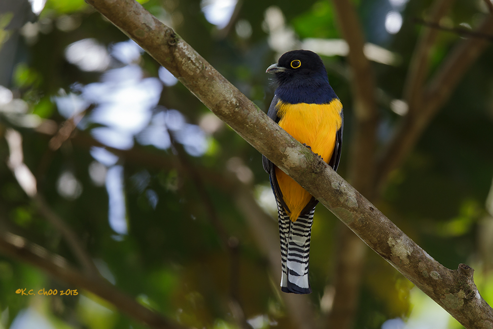 Gartered Trogon