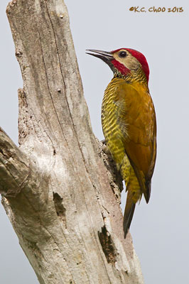 Golden-olive Woodpecker