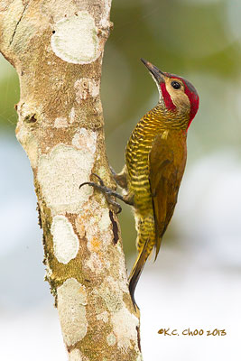 Golden-olive Woodpecker