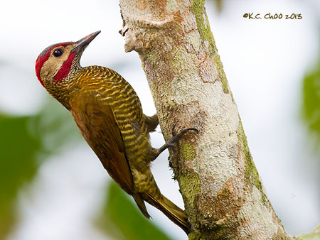 Golden-olive Woodpecker