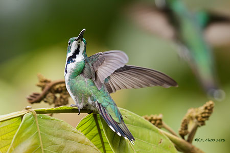 Green-breasted Mango