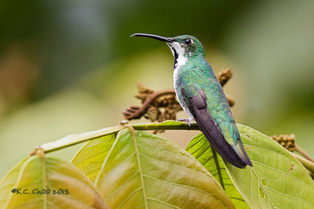 Green-breasted Mango