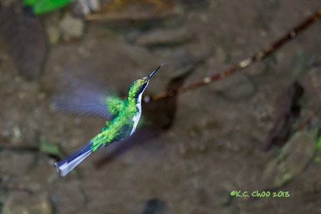 Green-breasted Mango