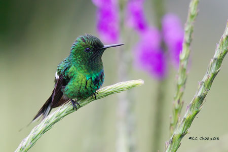 Green Thorntail