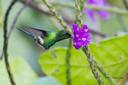 Green Thorntail