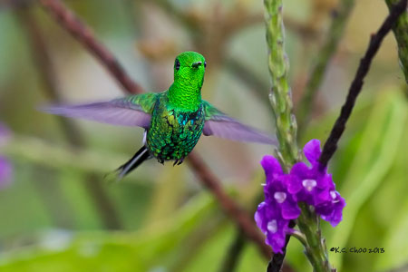 Green Thorntail