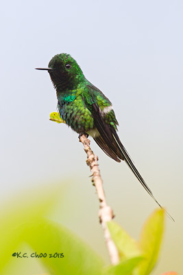 Green Thorntail