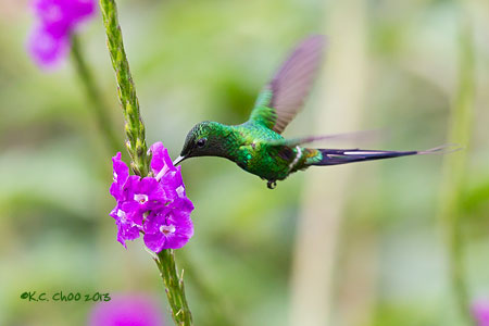 Green Thorntail