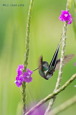 Green Thorntail