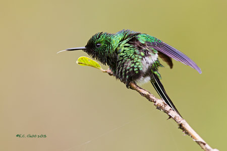 Green Thorntail