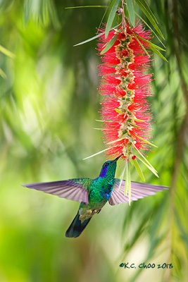 Green Violetear
