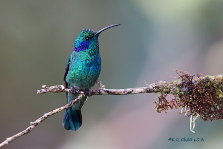 Green Violetear