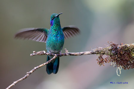 Green Violetear