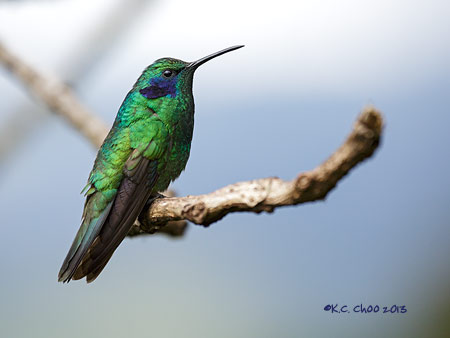 Green Violetear