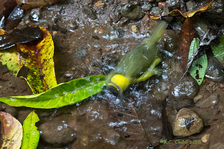 Kentucky Warbler