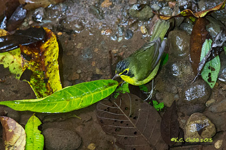 Kentucky Warbler