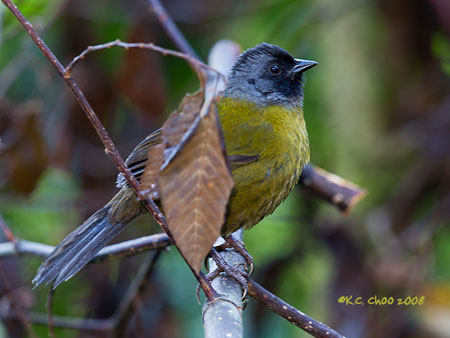 Large-footed Finch