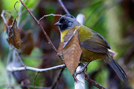 Large-footed Finch