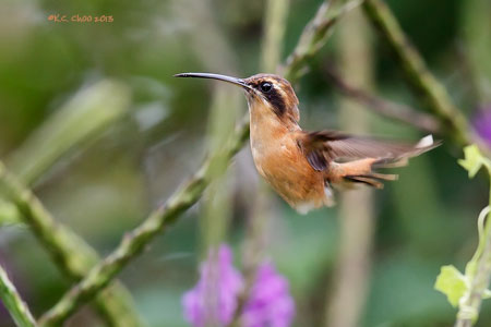 Little Hermit