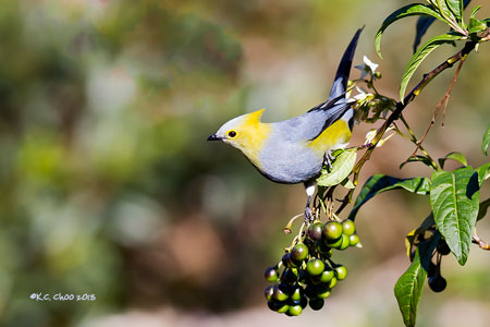 Long-tailed Silky-flycatcher