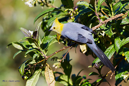 Long-tailed Silky-flycatcher