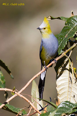 Long-tailed Silky-flycatcher