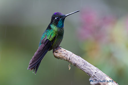 Magnificent Hummingbird