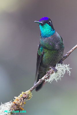 Magnificent Hummingbird