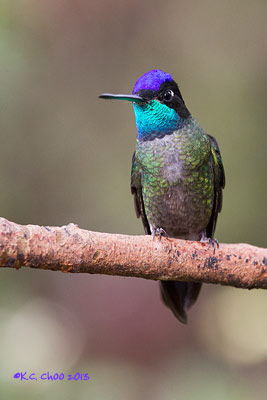 Magnificent Hummingbird