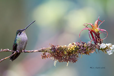Magnificent Hummingbird