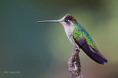 Magnificent Hummingbird