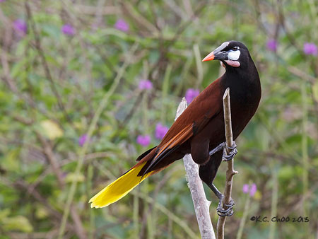 Montezuma Oropendola