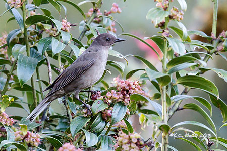 Mountain Thrush
