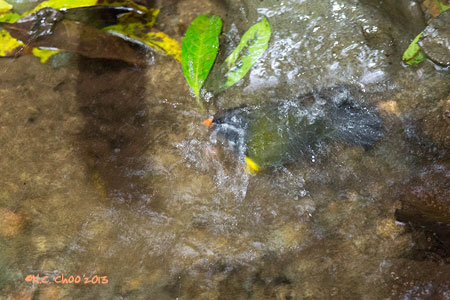 Orange-billed Sparrow
