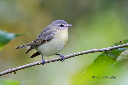Philadelphia Vireo