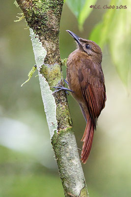 Plain Brown Woodcreeper
