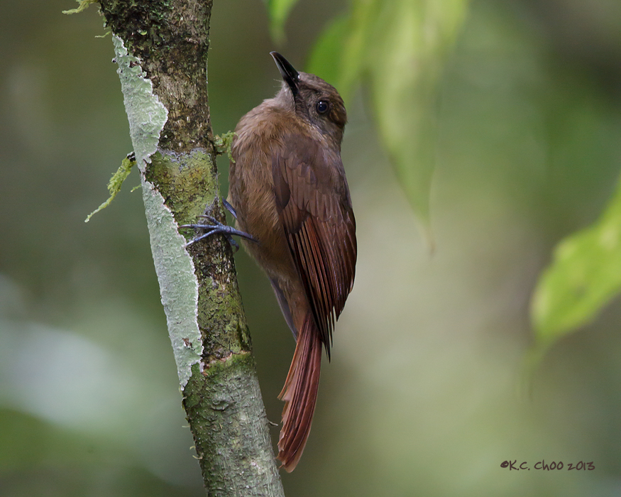 Plain Brown Woodcreeper