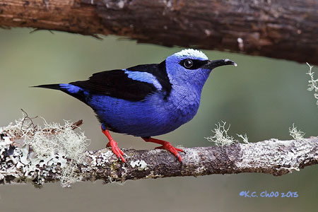 Red-legged Honeycreeper