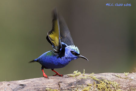 Red-legged Honeycreeper