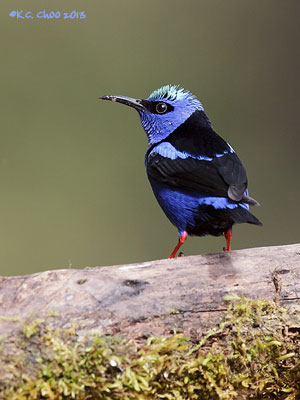 Red-legged Honeycreeper