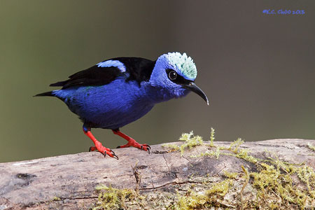 Red-legged Honeycreeper