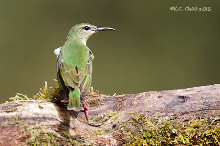 Red-legged Honeycreeper