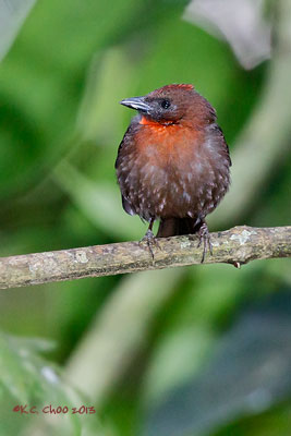 Red-throated Ant-tanager