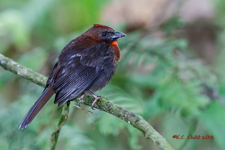 Red-throated Ant-tanager