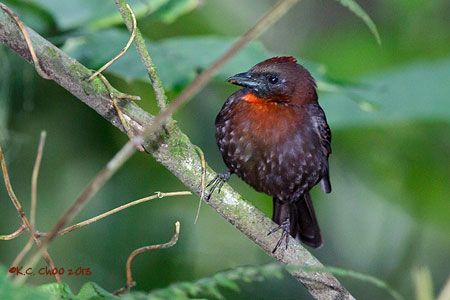 Red-throated Ant-tanager