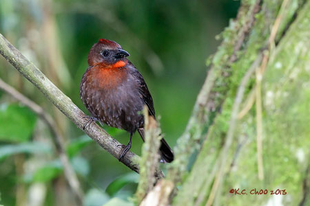Red-throated Ant-tanager