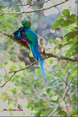 Resplendent Quetzal
