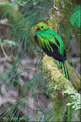 Resplendent Quetzal