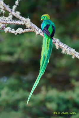 Resplendent Quetzal